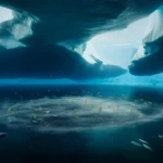 Arctic ice hides tiny carbon-eating machines that could secretly slow global warming