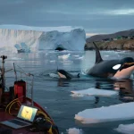 Orcas appear at Greenland’s melting ice edge, forcing scientists to declare emergency they never expected