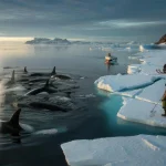 Orcas Force Emergency Alert in Greenland as Ice Melts Beneath Their Fins