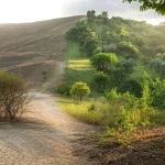 This reforestation project transformed a barren valley into a thriving forest—what scientists found hiding in the soil shocked them