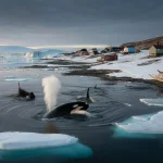 Why orcas in Greenland waters just triggered an unprecedented climate emergency
